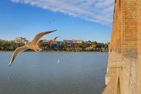 زاینده رود میزبان پرندگان مهاجر - اصفهان